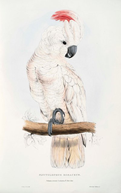 Cacatua moluccensis da Edward Lear